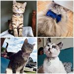 Personalized Cat Collar with Engraved Name & Phone