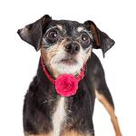 WILLBOND Multicolored Flower Bow Collars for Pets