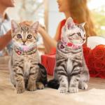 DILLYBUD Personalized Cat Collars - 2 Pack