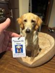 Custom Waterproof Pet Crate ID Tag with Photo