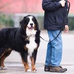 Genuine Leather Braided Dog Training Leash, 6ft