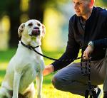 Heavy Duty 6 FT Dog Leash with Padded Handle