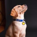 Silicone Dog Tag Silencers for Quiet Collars