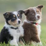 2 Pack Heavy Duty Dog Tag Clips