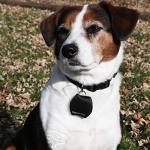 Dog Tag Silencer with Ring - Black