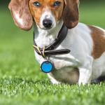 Silicone Dog Tag Silencers for Quiet Collars