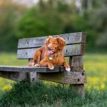 2 Pack Heavy Duty Dog Tag Clips