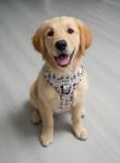 Ultimate Dog Essentials Set: Harness, Leash, ID Tag