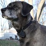 Dog Tag Silencer with Ring - Black