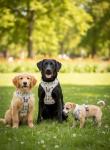 Ultimate Dog Essentials Set: Harness, Leash, ID Tag