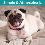 Stainless Steel Dog Tag Clips and Key Rings