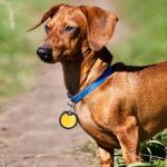 Silicone Dog Tag Silencers for Quiet Collars