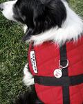 Personalized Medical Alert Pet ID Tag - "I'm Diabetic