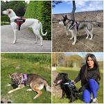 Custom Dog Harness, Personalized No Pull Pet Vest with Name and Phone Number Tag for Small Medium and Large Breed(Camouflage Rose,XS)