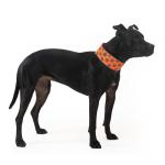 SafetyPUP XD Reflective Dog Collar – Blaze Orange Dog Collar, Adjustable Closure for a High Visibility Customizable Collar for Goats, Dogs, Deer, and Livestock. Reflective Stars Enhance Night Safety