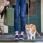 Betmaypet Cat Harness and Leash Set, Soft and Breathable Vest with Reflective Strip, Escape Proof Kitten Harness, Easy to Wear for Cats Walking and Traveling (Purple, M)