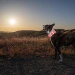 SafetyPUP XD Reflective Dog Collar – Blaze Orange Dog Collar, Adjustable Closure for a High Visibility Customizable Collar for Goats, Dogs, Deer, and Livestock. Reflective Stars Enhance Night Safety
