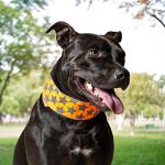 SafetyPUP XD Reflective Dog Collar – Blaze Orange Dog Collar, Adjustable Closure for a High Visibility Customizable Collar for Goats, Dogs, Deer, and Livestock. Reflective Stars Enhance Night Safety