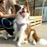 Patas Lague Dog Harness with Leash Set for Small Medium Dogs, No Pull No Choke Reflective Step in X Head Pet Harness Vest with Poop Bags and Dispenser, Adjustable and Padded, Purple Medium