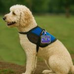 Mobility Dog Service Dog ID Patch Tag – Clips to Vest, Harness, Collar, Leash, or Carrier – Includes 5 Federal Law Handout Cards
