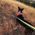 SafetyPUP XD Reflective Dog Collar – Blaze Orange Dog Collar, Adjustable Closure for a High Visibility Customizable Collar for Goats, Dogs, Deer, and Livestock. Reflective Stars Enhance Night Safety