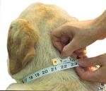 Warner Sporting Cumberland Leather Dog Collar with Engraved Brass ID Tag USA (23" Fits 17-21" Neck, Golden Tan)