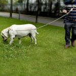 8.5ft Multifunctional Hands Free Nylon Rope Waist Dog Leash, Adjustable Shoulder Crossbody Walking Lead