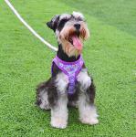 Moonpet Step in Dog Harness Leash Set- All Weather Reflective No-Pull Floral Pattern Padded Mesh Vest Harness for Cats Puppy Extra-Small Small Medium Large Dogs - Purple Flower - S