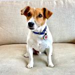 LYP Silicone Dog ID Tag, Medical Alert, 1.2 inch, Bone Shape, Deep Engraved, Non-Toxic, Eco-Friendly, US