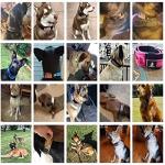 2-Inch Wide Tactical Dog Collar with Control Handle, Adjustable for Medium & Large Dogs, Military Style with Heavy-Duty Metal Buckle, USA Flag Patch & Customizable Name Plate, Training & Everyday Use