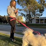 Shed Defender Hands Free Dog Leash Belt - Seen on Shark Tank - Attaches to Any Leash, Jogging & Running, Heavy Duty Buckle, Reflective Stitching, Adjustable one Size fits All, Designed in USA (Black)