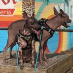 Best Pet Supplies Voyager Step-in Air Harness - All Weather Mesh, Reflective, No Pull Harness for Dogs, Cats - Secure with Hook & Loop Fastener, Buckle, Double D-Rings - Army/Black Trim, S