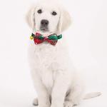 KUDES 2 Pack/Set Christmas Snowflake Dog Collars Breakaway with Bow Tie and Bells for Cat and Small/Medium/Large Pets, Red & Green