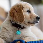 MYLUCKYTAG Quiet Engraved Silicone QR Code Pet ID | Personalized Dog & Cat Collar Tag | Online Profile | Location Alert Email