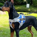 CHRYMPETIC Custom Dog Vest Patches - Personalized Name Patches for Dog Harness - Colorful Custom Patches for Dogs (Pink Star, Large (6.3 * 2 Inches))