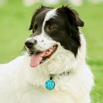 MYLUCKYTAG Quiet Engraved Silicone QR Code Pet ID | Personalized Dog & Cat Collar Tag | Online Profile | Location Alert Email