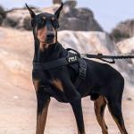 CHRYMPETIC Custom Dog Vest Patches - Personalized Name Patches for Dog Harness - Colorful Custom Patches for Dogs (Pink Star, Large (6.3 * 2 Inches))