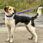 Weewooday 8 Pieces Dog Collar and Leash Set Nylon Adjustable Dog Collars and Leash Personalized Puppy Supplies for Small Medium Large Pet Walking Training, 4 Colors