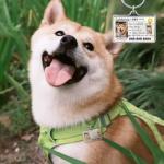 Custom Pet ID Tags - Personalized Dog and Cat Tags