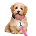 Weewooday 8 Pieces Dog Collar and Leash Set Nylon Adjustable Dog Collars and Leash Personalized Puppy Supplies for Small Medium Large Pet Walking Training, 4 Colors