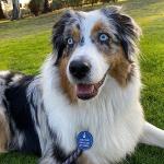 MYLUCKYTAG Stainless Steel QR Code Pet ID | Personalized Dog & Cat Tag with Online Profile & Location Alert Email | Durable Collar Identifier