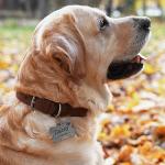 Personalized Stainless Steel Dog Name Tag - 5 Shapes