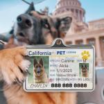 Custom Pet ID Tags - Personalized Dog and Cat Tags