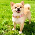 Velvet Dog Collar and Leash Set with Bowtie, Adjustable Velvet Dog Collar with Metal Buckle, Cute Girl Dogs Collars, 9‘’-13‘’for Small Medium Puppy Dogs with 5 FT Leash (Pink, S)