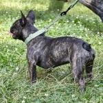 Dogline Biothane Martingale Dog Collar – Adjustable Waterproof Collar for Dogs with Herm Sprenger Assembly Chain – Fits Small, Medium & Large Dogs, L 11-15in x W 3/4in, Sage Green