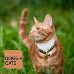 Personalized Stainless Steel Dog Name Tag - 5 Shapes