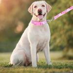 Moonpet Personalized Custom Customized Dog Collars with Leash Air/tag Holder Case Set with Engraved ID Name Plate Phone Number for Puppy X-Small Small Medium Large X-Large Boy Girl Dogs