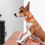 Dogline Biothane Waterproof Dog Collar Strong Coated Nylon Webbing with Black Hardware Odor- Proof for Easy Care Easy to Clean High Performance Fits Small Medium or Large Dogs, Hunter Orange