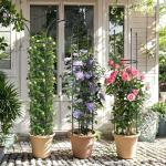 WellSign Garden Obelisk Trellis for Climbing Plants Outdoor, 6.6ft Tall Rustproof Coated Metal Plant Support with Garden Twist Tie for Tomato Cucumber Ivy Vines Rose Potted Plant Trellis 1 Pack