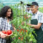 Lalahoni Garden Trellis for Climbing Plants, 5.6 feet Tall Garden Obelisk Trellis Climbing Plant Outdoor Support Potted Vine Flower Rose Vegetable Cucumber Trellis Raised Bed, Lightweight, 2 Pack